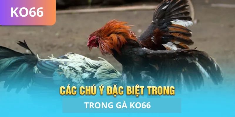 Các chú ý đặc biệt trong cá cược đá gà KO66 