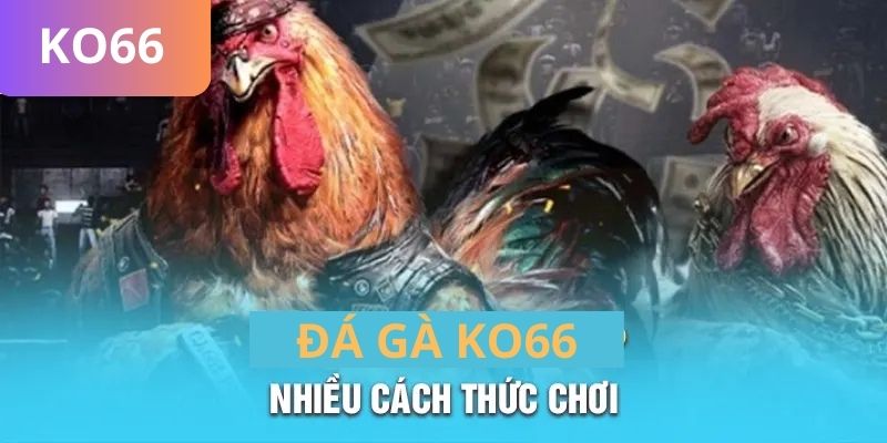 Đá gà KO66 cung cấp nhiều cách thức chơi 