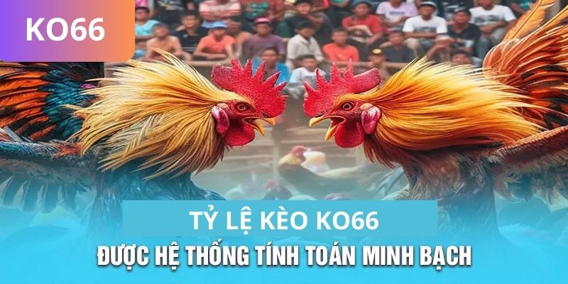 Tỷ lệ kèo trong đá gà KO66 được hệ thống tính toán minh bạch 